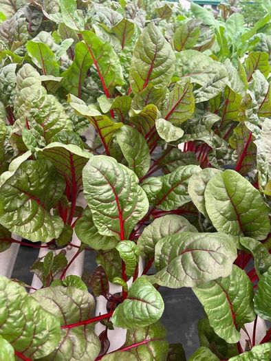 (C) Spinach Beet Rhubarb Chard seeds 3g (124411)