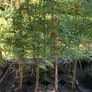 Eucalyptus trees for sale Image 5