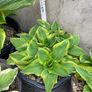 Hostas and other plants for sale Image 6