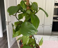 Variegated Pothos Trailing