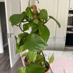 Variegated Pothos Trailing