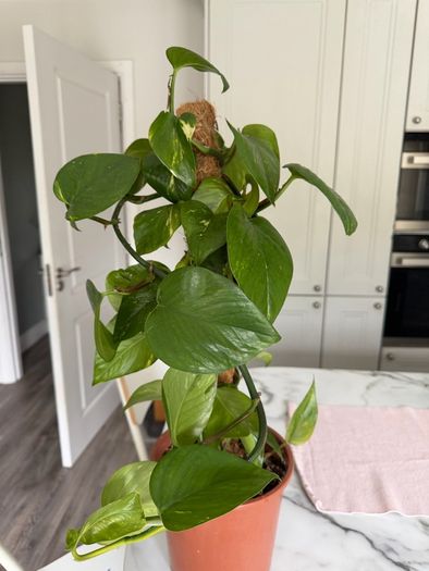 Variegated Pothos Trailing