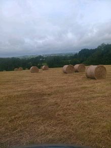 Round bales of hay