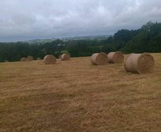 Round bales of hay