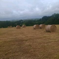 Round bales of hay