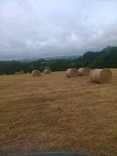 Round bales of hay