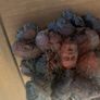 mcfarlane toys Attila the Hun Image 4