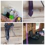 Dog Grooming Equipment Image 3