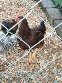 Rooster