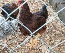 Rooster