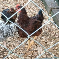 Rooster