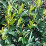 Portuguese Laurel Image 6