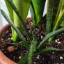 Sansevieria Set Image 8