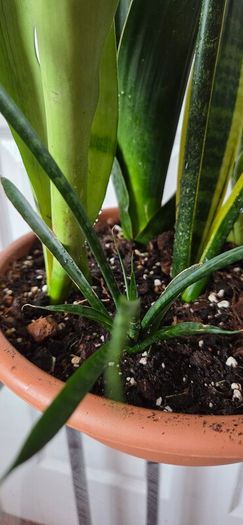 Sansevieria Set