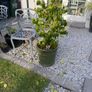Two Outdoor Green Pots Image 5