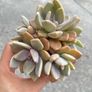 plant Image 2
