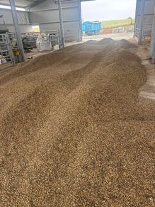 Beans feed sheep cattle pigs