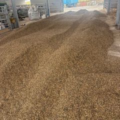 Beans feed sheep cattle pigs