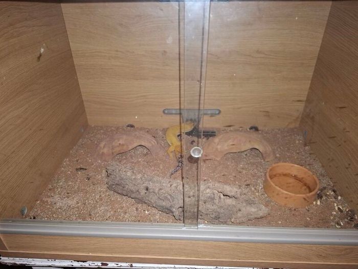 leopard gecko and enclosure