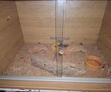 leopard gecko and enclosure