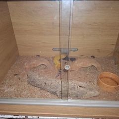 leopard gecko and enclosure