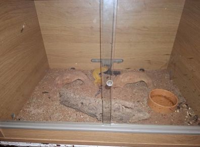 leopard gecko and enclosure