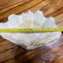 Giant Seashell Clam Tridacna Gigas over 200 years old Rare Image 5