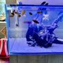 PRICE DROP Aqua spec 280litre with Aqua spec Grey tall stand 2 filters and lights cichlid tank Image 9