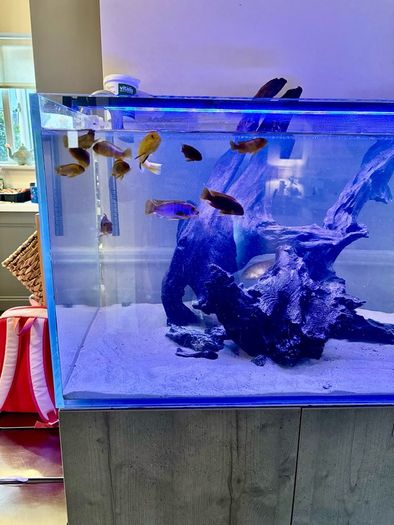 PRICE DROP Aqua spec 280litre with Aqua spec Grey tall stand 2 filters and lights cichlid tank