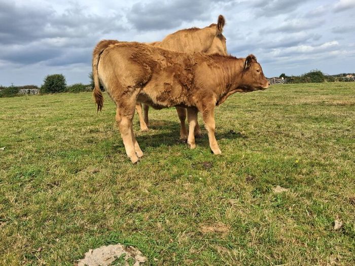 PB  Loyal Limousin Bull,