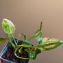 Philodendron Giganteum Variegated Image 8