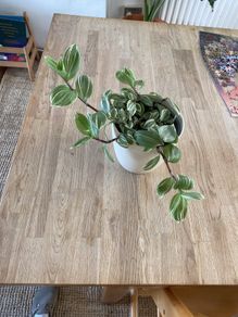 houseplant