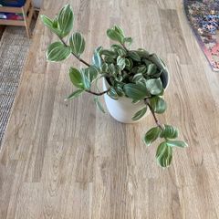 houseplant