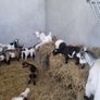 Pigmy goats Image 7