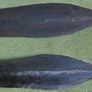 Antique Mongo African Tribe Hand Forge Iron Swords Knifes Daggers Image 7