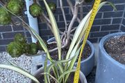 Evergreen Phormium Yellow Wave