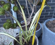 Evergreen large Phormium Yellow Wave