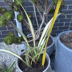 Evergreen Phormium Yellow Wave