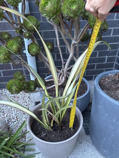 Evergreen Phormium Yellow Wave