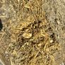 Maize - Beet Bales Image 5