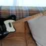 Reverend Buckshot - Mint Condition (2020 Spec) - Midnight Black Image 2