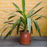 Yucca Indoor Plant Image 3