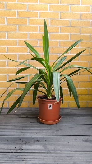 Yucca Indoor Plant