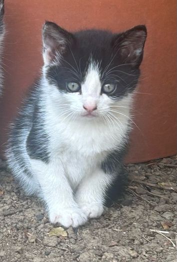 kitten for adoption