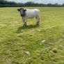 Breeding Heifers Image 5