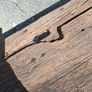 Mexican solid Wood coffee table made from church door Image 4