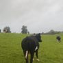 Incalf friesan heifers Image 7