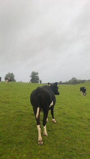 Incalf friesan heifers