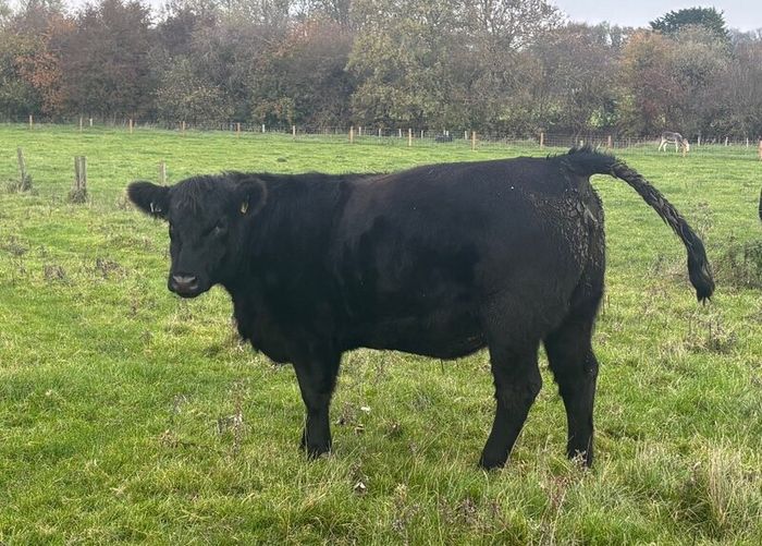PBR Angus Heifer