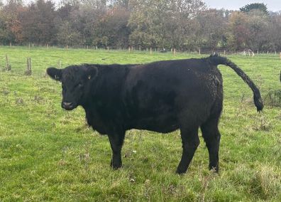 PBR Angus Heifer
